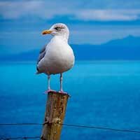 mouette - image inrae